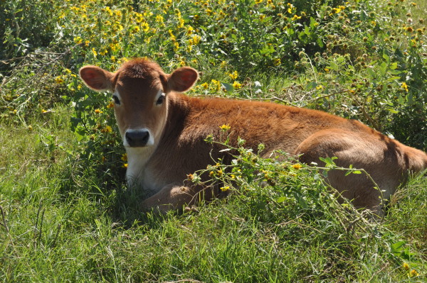 Sand Creek Raw Milk Dairy Farm Tour