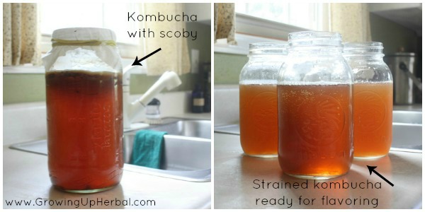 Getting kombucha ready for flavoring